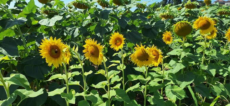 il girasole mostra tutta la sua bellezza nel campo all'aperto