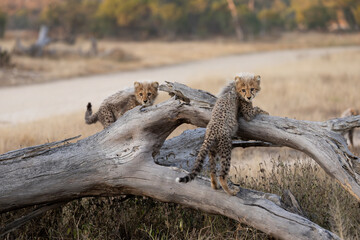 Cheetah cubs on top of a fallen dead tree © Jurgens