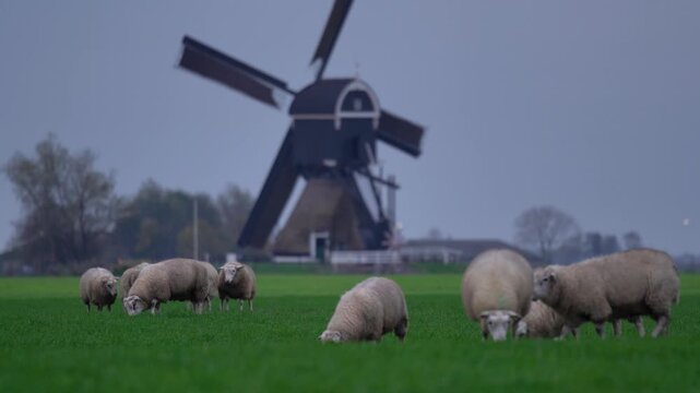 Flock of Sheep Grazing Near Traditional Dutch Windmill

Flock of sheep grazing in a green pasture with a traditional wooden Dutch windmill in the background under an overcast sky in the Netherlands.
