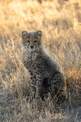 A portrait of a young cheetah cub © Jurgens