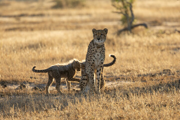 A cheetah mother with her cubs © Jurgens