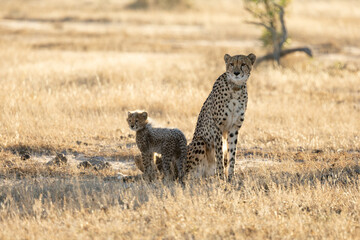 A cheetah mother with her cubs © Jurgens