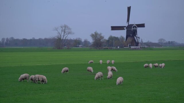 Flock of Sheep Grazing Near Traditional Dutch Windmill

Flock of sheep grazing in a green pasture with a traditional wooden Dutch windmill in the background under an overcast sky in the Netherlands.