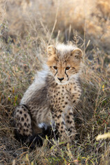 Cheetah cubs in the wild © Jurgens