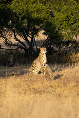 A cheetah mother with her cubs © Jurgens