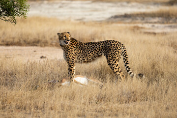 a cheetah after a successful hunt © Jurgens