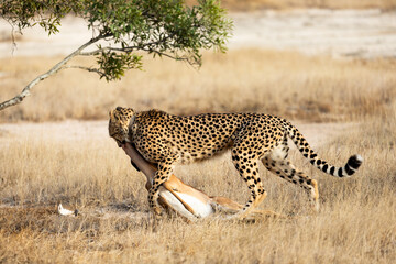 a cheetah dragging the impala carcass © Jurgens