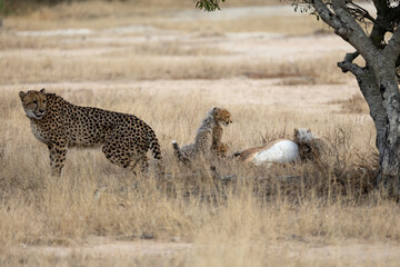 A cheetah family feasting on an impala carcass © Jurgens