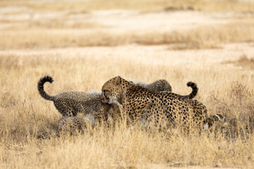 A cheetah family feasting on an impala carcass © Jurgens