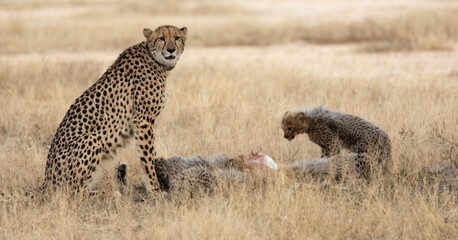 A cheetah family feasting on an impala carcass © Jurgens