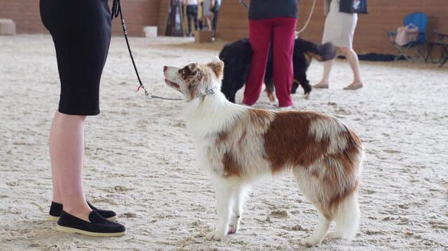 A brown and white merle Border Collie and its handler are doing conformation practice at a dog show.