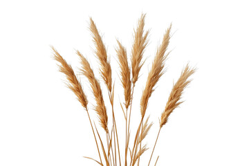 Fototapeta premium Small bundle of golden dried wheat stalks