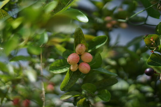 Close-up of fresh Karonda fruit or Carissa carandas ripening on green branch