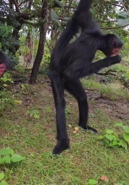 Spider monkey in forest 