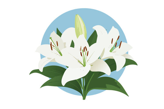 White Lily Flowers Floral Botanical Vector Illustration