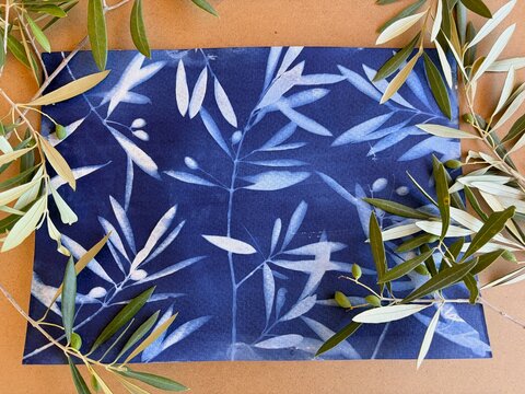 Botanical cyanotype print with olive leaves and olives &ndash; final result