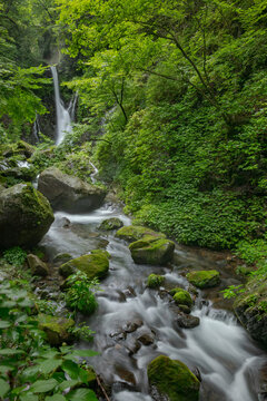 深緑の中の滝