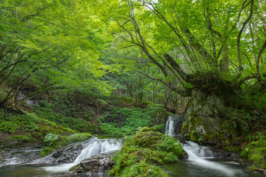 深緑の中の滝