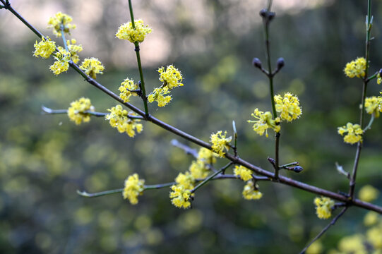Early spring blossoms. Early blooming Cornelian cherry tree on mountain.