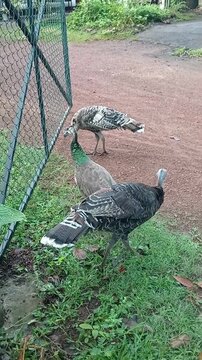 duck no...... peahens in the garden
