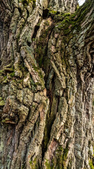 Fototapeta premium Texture 157 Weathered Tree Trunk with Moss, Bracket Fungi and Crevices（苔とキノコが付着した亀裂のある風化樹皮のテクスチャ）