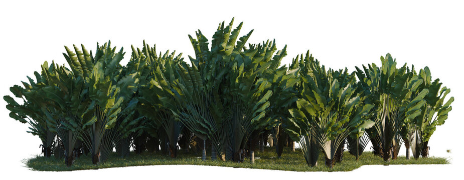Ravenala madagascariensis tree line, Forest Edge, Backdrop cutout, isolate transparent background, A lush grove of banana trees, a vibrant tropical landscape with dense foliage
