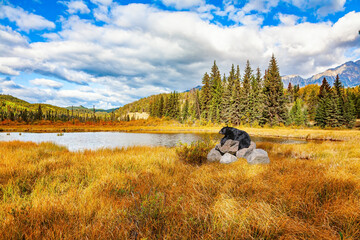 Bear rests on big boulder © Kushnirov Avraham