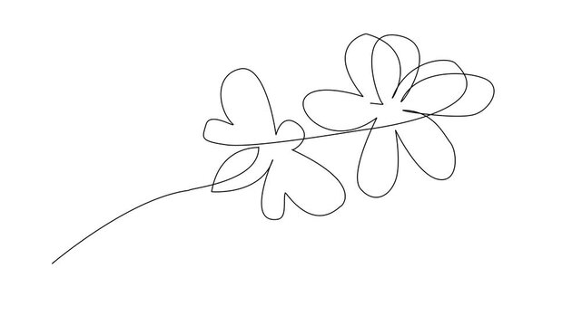 Minimalist Continuous One Line Flower Animation with Transparent Background Monoline Floral Motion