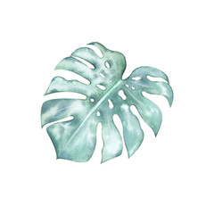 Watercolor leaf of a tropical green monstera plant. A jungle plant from a seaside vacation. Hand-drawn leaf of a domestic indoor vine. Exotic monstera leaf. Isolated illustration for design, print.  © Evgeniia