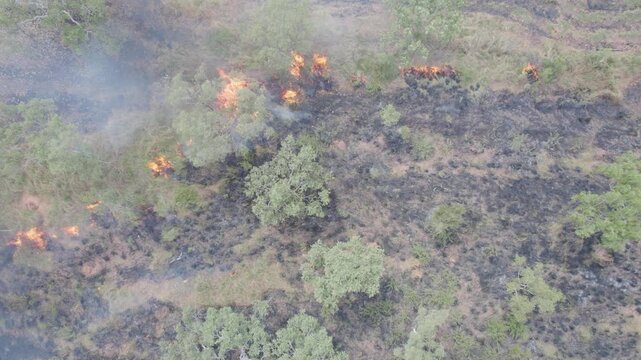Active Bushfire Burning Through Green Scrubland With Flames and Smoke in Baines Region Australia Aerial Drone Shot
