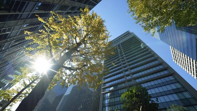 Golden ginkgo tree standing tall against modern Tokyo glass skyscrapers in autumn sun.