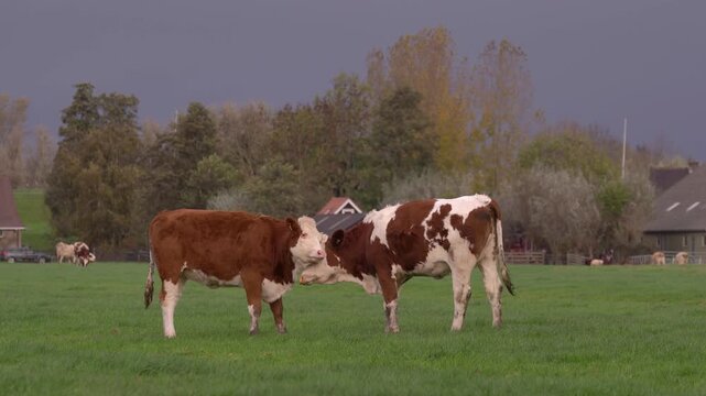 Red and white Fleckvieh cattle grazing on a green pasture near traditional farmhouses under a dark, overcast sky in the Dutch countryside.