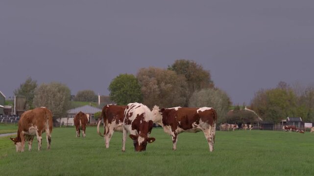 Red and white Fleckvieh cattle grazing on a green pasture near traditional farmhouses under a dark, overcast sky in the Dutch countryside.