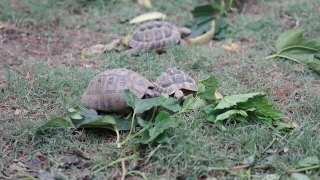 Turtles Chewing Fresh Leaves in Close-Up [180&deg; shutter angle Sony G from ProRes 442 25p 10 bit S-Log3]