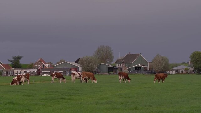 Red and white Fleckvieh cattle grazing on a green pasture near traditional farmhouses under a dark, overcast sky in the Dutch countryside.