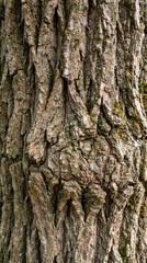Fototapeta premium Texture 159 Vertical Close-up of Rough Mossy Tree Bark Texture（苔が生えた粗い樹皮テクスチャの縦構図クローズアップ）