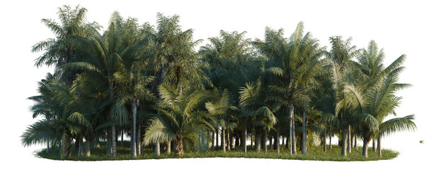 Obraz premium Acanthophoenix crinita and Acrocomia aculeata and Becca tree line, Forest Edge, Backdrop cutout, isolate transparent background