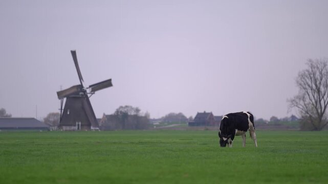 Single black and white Holstein dairy cow grazing in a green meadow with a historic wooden Dutch windmill out of focus in the background on an overcast day.