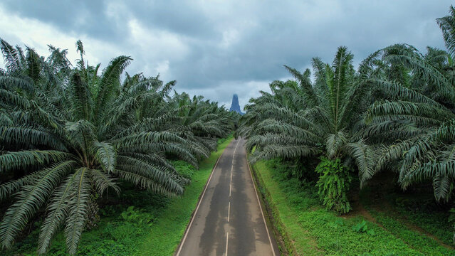 Palm plantation road on S&atilde;o Tom&eacute; Island with Pico C&atilde;o Grande rising in the background. Straight roadway lined with oil palm trees leading toward one of the island's most remarkable volcanic landmarks.