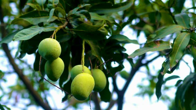 A vibrant mango tree is showcasing numerous green, unripe fruits nestled among green leaves 4K quality
