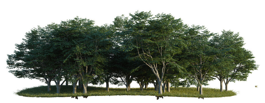 Fagus sylvatica tree line, Forest Edge, Backdrop cutout, isolate transparent background, Dense group of lush green trees with thick foliage on a grassy area, isolated on black.