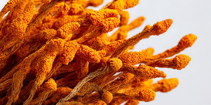 A cluster of orange billy buttons flowers with textured heads close up photography
