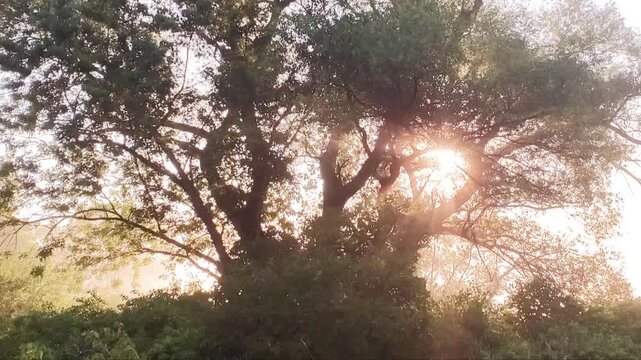 Golden Morning Sunlight Bursting Through Forest Trees with Low Fog 