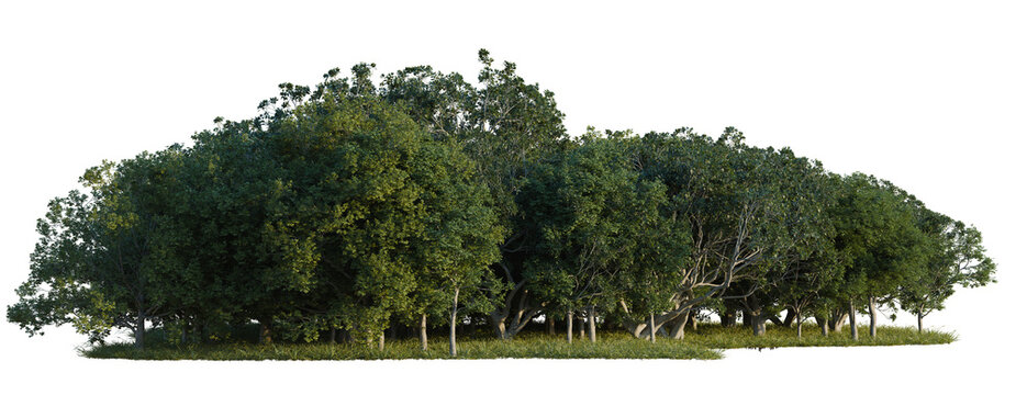 Ficus macrophylla, Quercus robur and Ulmus minor tree line, Forest Edge, Backdrop cutout, isolate transparent background