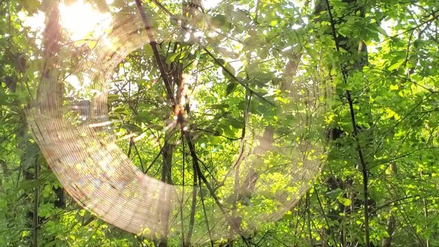 A spider web with the morning dew and the sunbeam seen through in New England