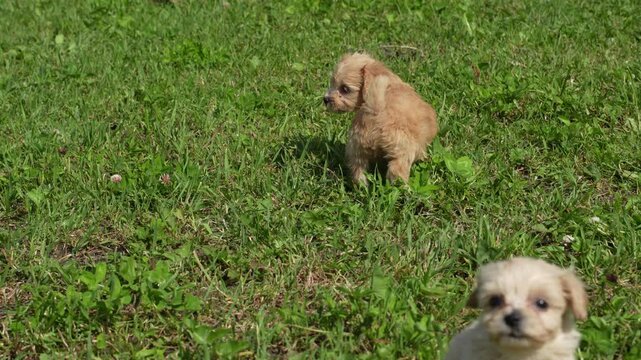 Brown Maltipoo puppies play in the yard on a sunny summer afternoon