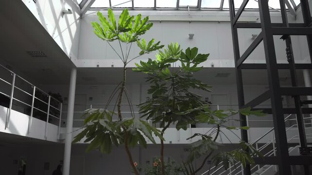 Indoor atrium with tall potted plants under skylight beside black metal elevator shaft, stair rails, glass walls, and bright modern corporate interior architecture
