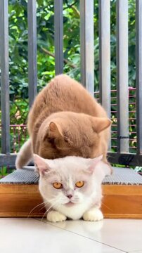 Two fluffy cats interacting playfully on a balcony in this candid motion video footage of cute domestic feline behavior