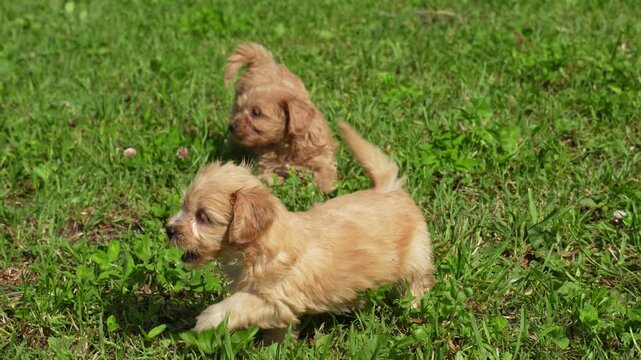 Brown Maltipoo puppies play in the yard on a sunny summer afternoon