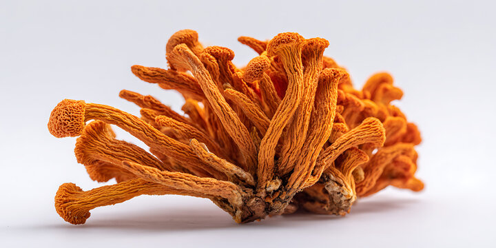 A cluster of ramaria formosa mushrooms displays a vibrant orange hue against a white background